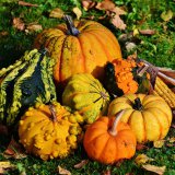 kürbisse, zierkürbisse, ernte, produzieren, organisch, gemüse, roh, frisch, natur, herbst, dekoration, herbst gemüse, das erntedankfest, kürbisse, kürbisse, herbst, herbst, herbst, herbst, herbst